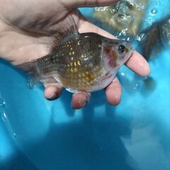 金魚　玉サバ　鮒金