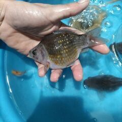 金魚　玉サバ　鮒金の画像
