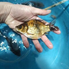 金魚　玉サバ　鮒金の画像