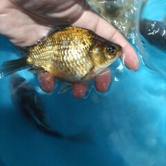 金魚　玉サバ　鮒金