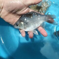 金魚　玉サバ　鮒金　水槽の画像