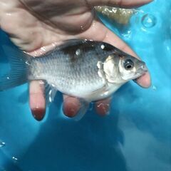 金魚　玉サバ　鮒金　水槽