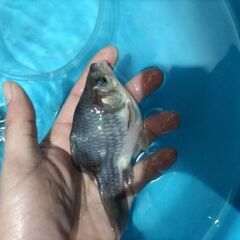 金魚　玉サバ　鮒金　水槽の画像