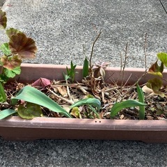 ④鉢植え