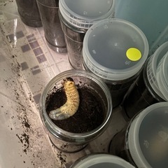国産カブトムシ幼虫