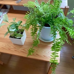 観葉植物2種セット