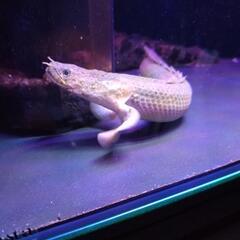 取引中　ポリプテルス　ラプラディの画像