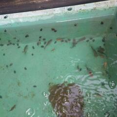 金魚　和金　朱文金　フナ尾の画像