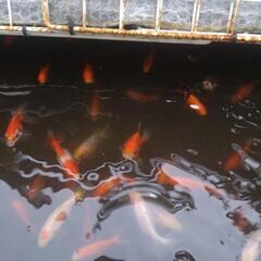 金魚　隼人錦　