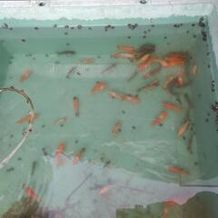 金魚　隼人錦