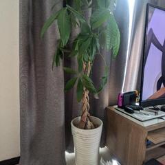 観葉植物パキラ
