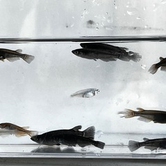 【現物出品】乙姫メダカ 9匹+α(計11匹) 東京都 西東京市のメダカの中古が安い！激安で譲ります・無料で