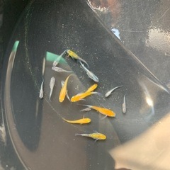 今年も！大好評　ミックスメダカ30匹から40匹の画像