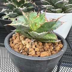 アガベ チタノタ　観葉植物　　