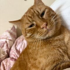 推定５歳位　ラ・ムーで傷だらけでうずくまってたラム君【4月27日(日曜日)　🌟久留米市野中町のログハウス🌟譲渡会🌟】 - 猫