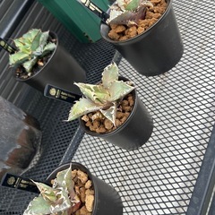 アガベ　チタノタ　緑鯨　観葉植物