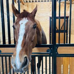 引退競走馬と触れ合ってみませんか？の画像