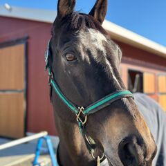 引退競走馬と触れ合ってみませんか？ - 牛久市