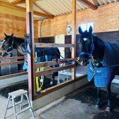 引退競走馬と触れ合ってみませんか？ - 助け合い