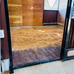 引退競走馬と触れ合ってみませんか？ − 茨城県