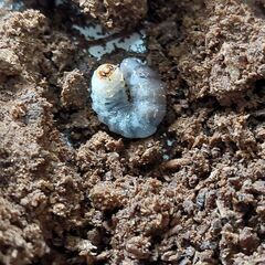 ロンボク産ギラファノコギリクワガタ初２齡幼虫