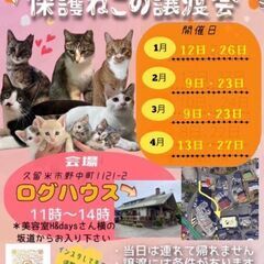 推定５歳位　ラ・ムーで傷だらけでうずくまってたラム君【4月27日(日曜日)　🌟久留米市野中町のログハウス🌟譲渡会🌟】 - 里親募集