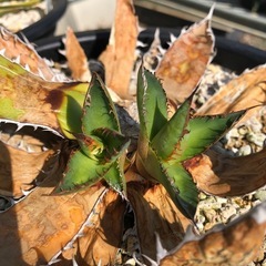 アガベ　ホリダの画像