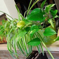 観葉植物　ポトス