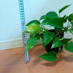 観葉植物　ポトスの画像