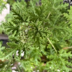 ゼラニウム　1枝〜　挿し苗の画像
