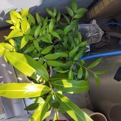 ガーデニングの植物譲ります。プルメリアなど。植木鉢なども