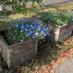 アンティーク調スクエアファイバークレイプランター＆ネモフィラ（Nemophila）／店舗改装・新築建て替えに伴い、装飾品・備品・家具を譲渡いたしますの画像
