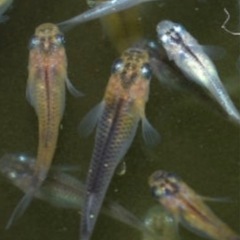 高虎メダカ　25匹