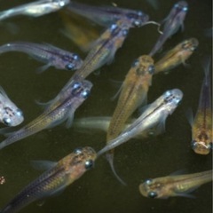 高虎メダカ　25匹の画像