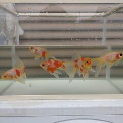 福岡県の金魚の中古が安い！激安で譲ります・無料であげます