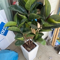 光触媒観葉植物