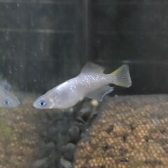 ★近松めだか（流風（ルカ）メダカ）の画像