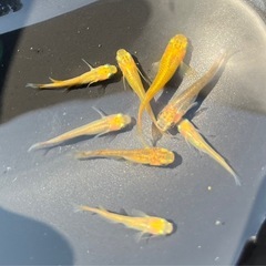 金鱗龍メダカ　10匹