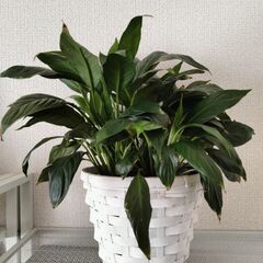 観葉植物　スパディフィラム