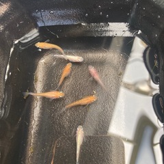 メダカ　紅華紅白キッシングワイドフィン　
