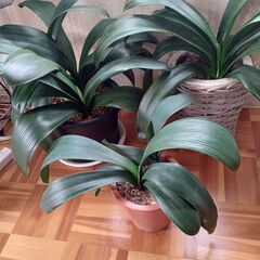 『決まりました』観葉植物