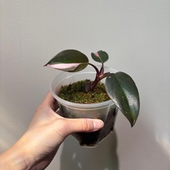 観葉植物　フィロデンドロン　ピンクプリンセス