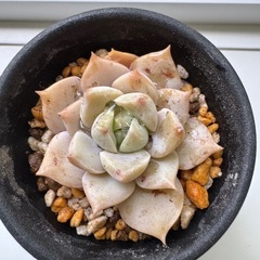 多肉植物　名無し　003の画像