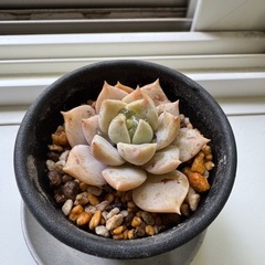 多肉植物　名無し　003の画像