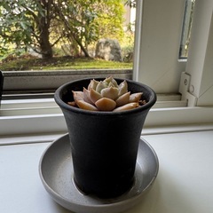 多肉植物　名無し　003の画像