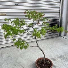 青枝垂れ　モミジ　紅葉　盆栽