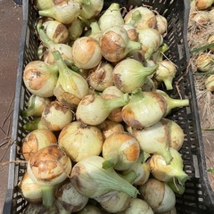 新玉ねぎ