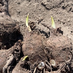 巨大な里芋の種芋　価格交渉🆗の画像