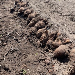 巨大な里芋の種芋　価格交渉🆗の画像