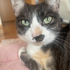 2歳メス 